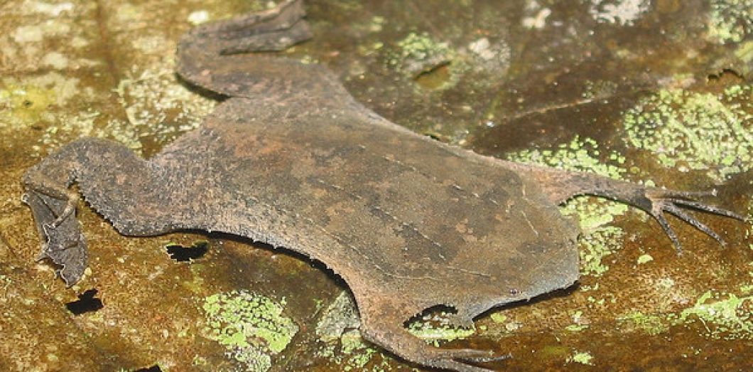 WorldKnownledge's tweet photo. Quelques images de la grenouille Pipa, de son nom scientifique "Pipa pipa" (pas compliqué pour une fois) qui est pour le moins … particulière, et vous devinez aisément pourquoi (et oui, elle existe et vit réellement) ! https://t.co/GHgkiupXzk