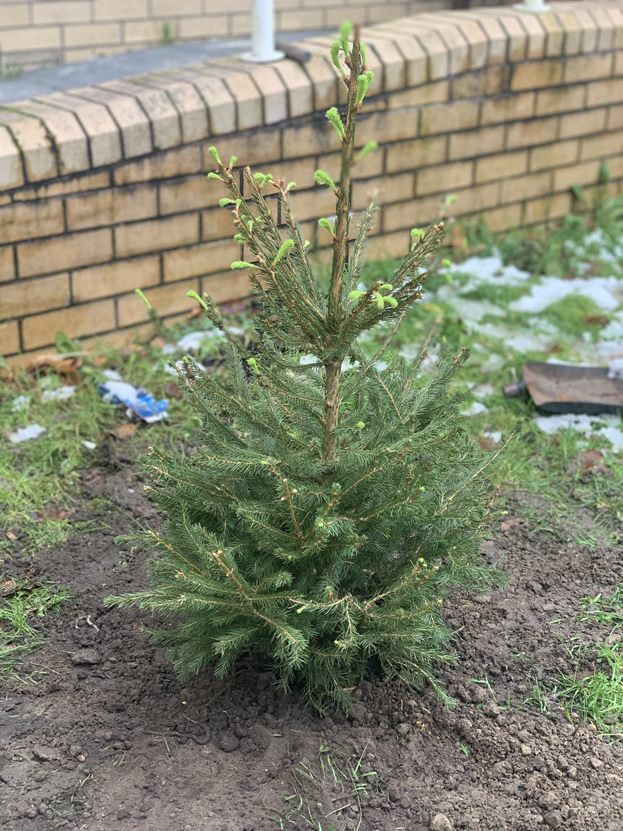 Little bit frosty 🥶 but we finally managed to plant our Christmas tree as part of this weeks gardening group. Service users reported they were excited to see it grow over the next year and decorate for Christmas 2021 🎄