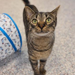 Michigan Humane on Twitter: Michigan Humane on Twitter: