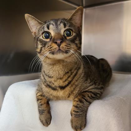Michigan Humane on Twitter: Michigan Humane on Twitter: