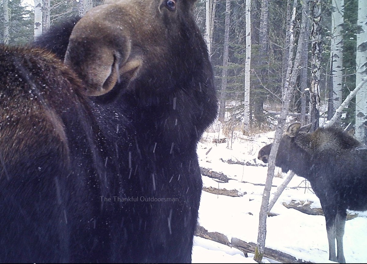 The Thankful Outdoorsman tweet media