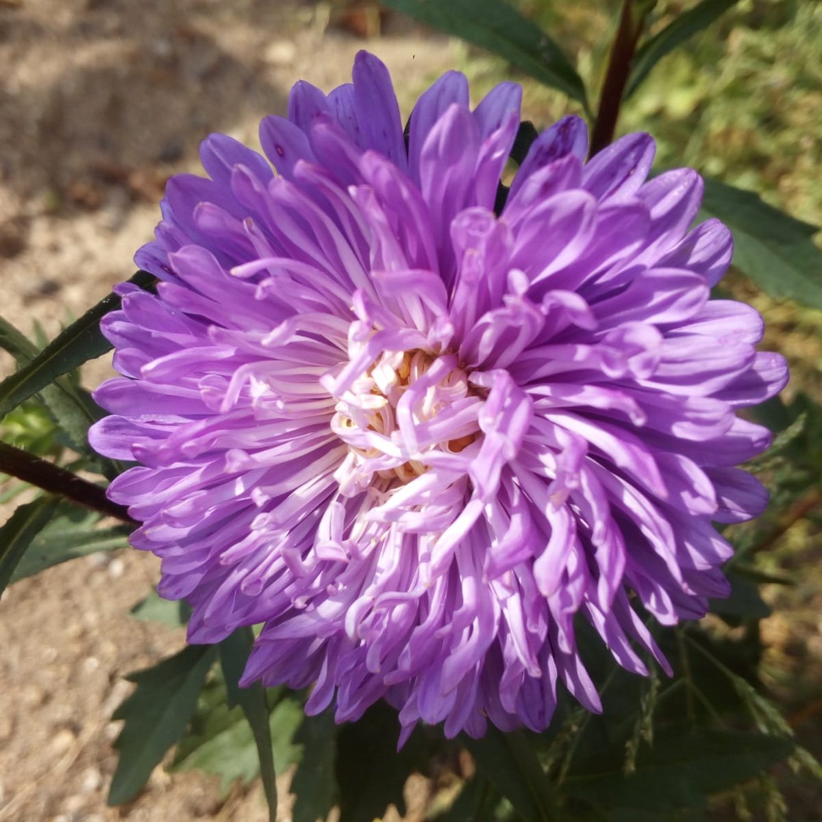 There are two reason why we don´t trust people,  
First, we don't know them. 
Second, we know them.”
-Unknown

#Nature #NaturePhotography #Flower #Plant #Plants #Photo #Phototgraphy #Summer #Naturelovers #Plantobsessed #Guote #Guotes #quoteoftheday