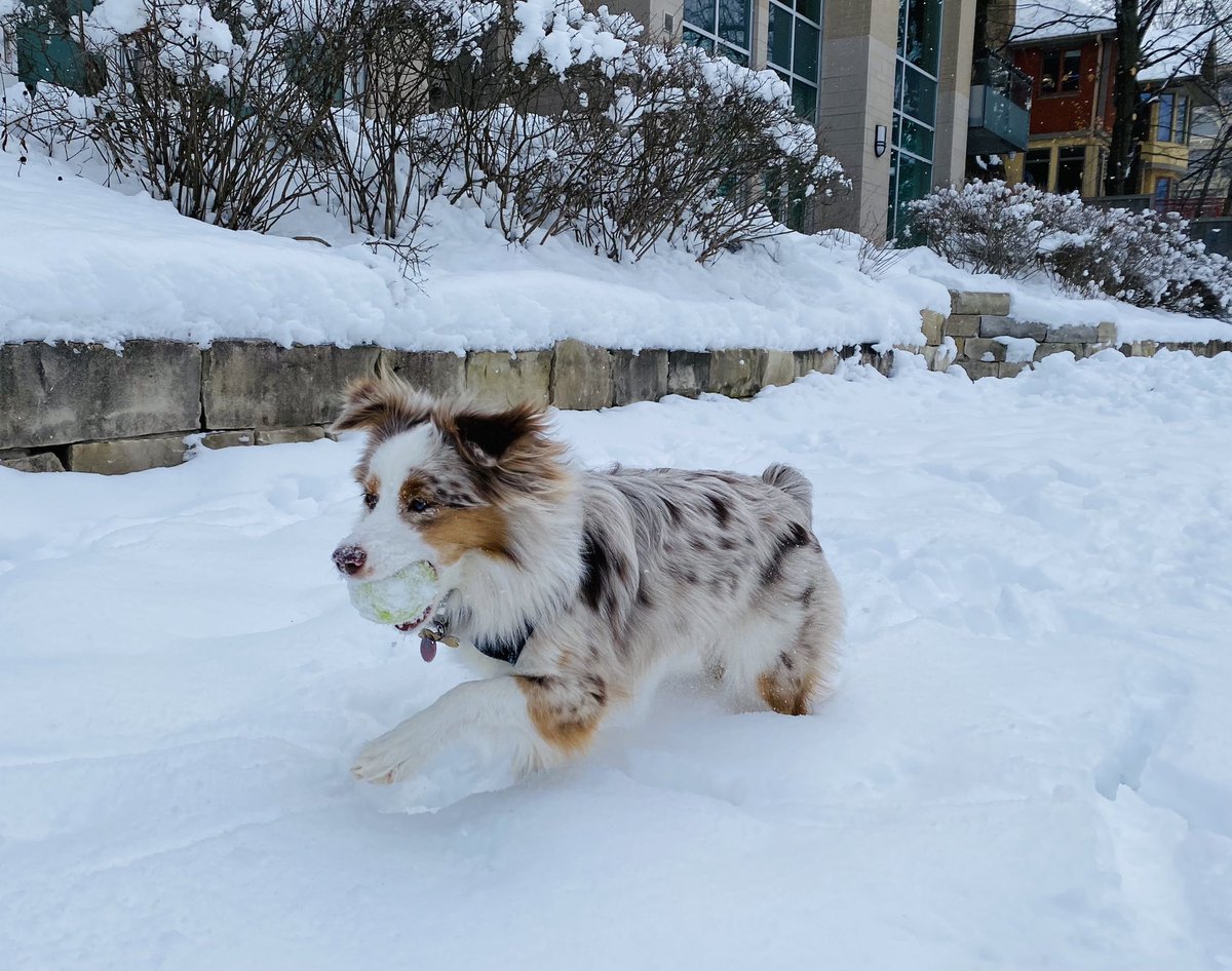 🍎Kanzi Apple🍏 the Gatineau Mountain🏔pup