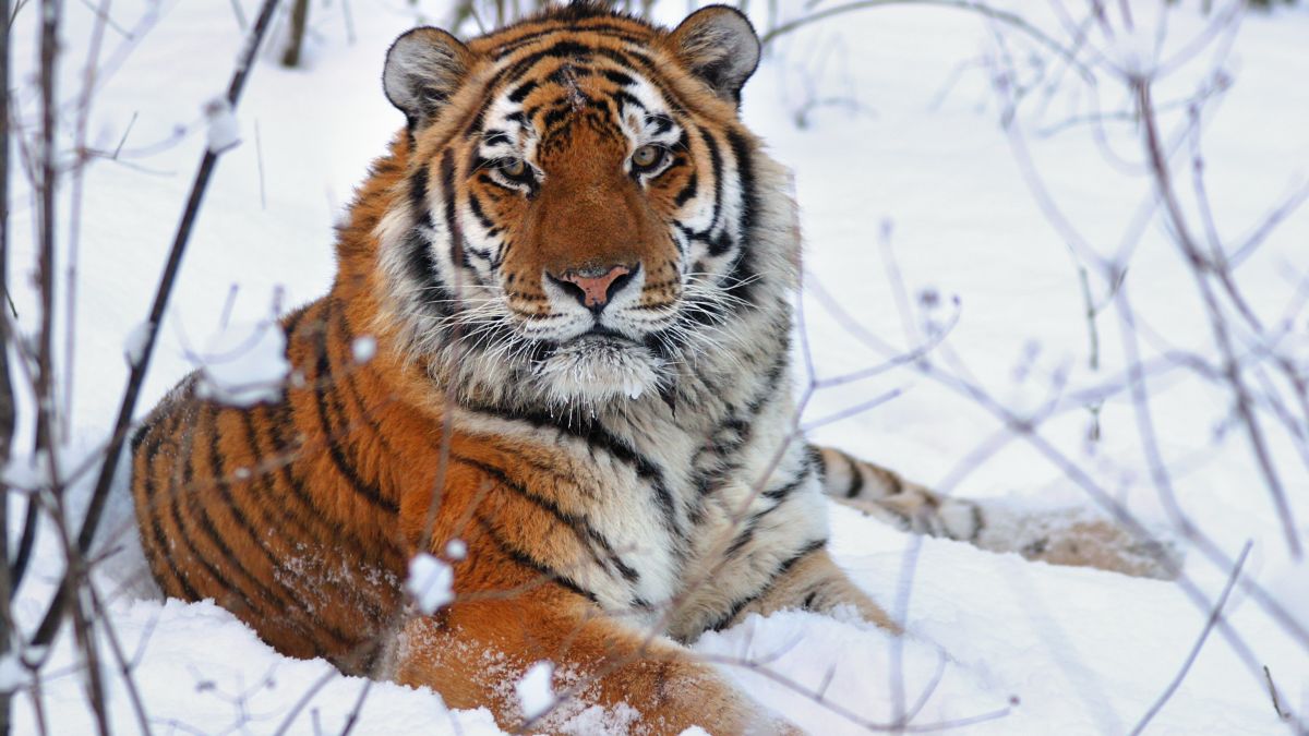 The tiger we are talking about here is the Amur (Siberian) tiger which is the type of tiger that used to live in Northeastern China...