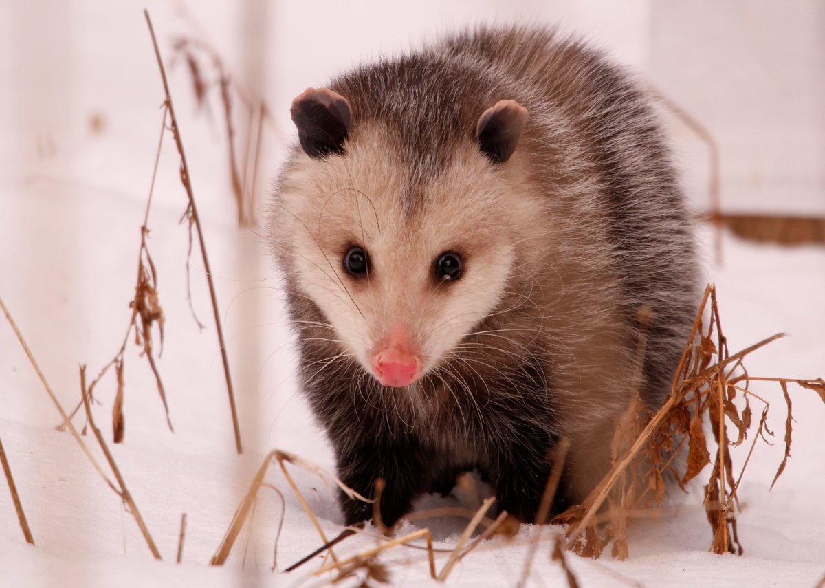 UTRCAmarketing's tweet photo. Fun find today @WildwoodCA 
The Virginia opossum is Canada’s only marsupial. 
 
At birth, opossums are the size of a honeybee-making them the smallest baby mammals in North America.
 
Can also be found @PittockCA @FanshaweCA https://t.co/P4m96ePHrR