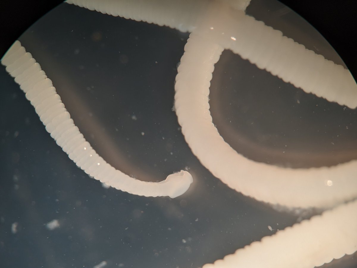 Found this wigley guy while snooping around the intestinal tract of an Atlantic Salmon in New England. Aaannyy guuesseess?