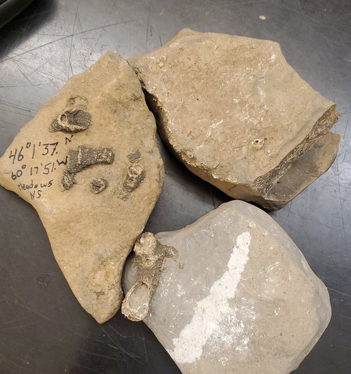 Inside the bag are several chunks of limestone. Two of them have nicely preserved rugose corals... One has lat long coordinates for where they came from.