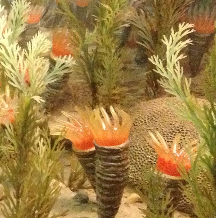 Here's a reconstruction of what they might have looked like when alive. They're commonly called 'horn corals', since they look like, well, horns. They lived from the Ordovocian period all the way to the Permian, getting snuffed in the big mass extinction.