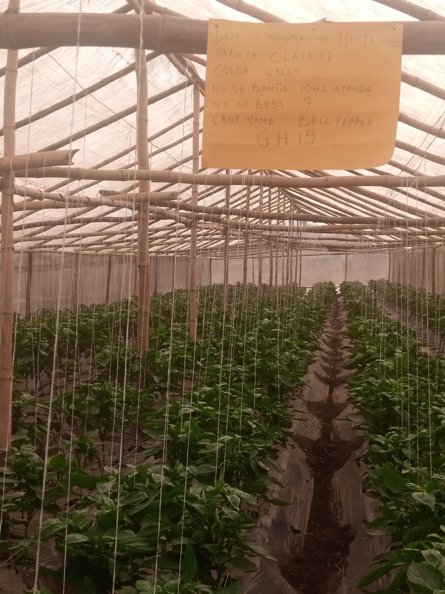 Amb_Ogunsola's tweet photo. #AnatomyOfAction

We move daily based on passion and necessity to produce nutritious #food for our daily consumption. Caring for the plants has taught me Diligence and patience. 

Every stroke, everyday builds more capacity for what is yet to be unveiled. #ZeroHunger #SafeAction https://t.co/DbyKueREee
