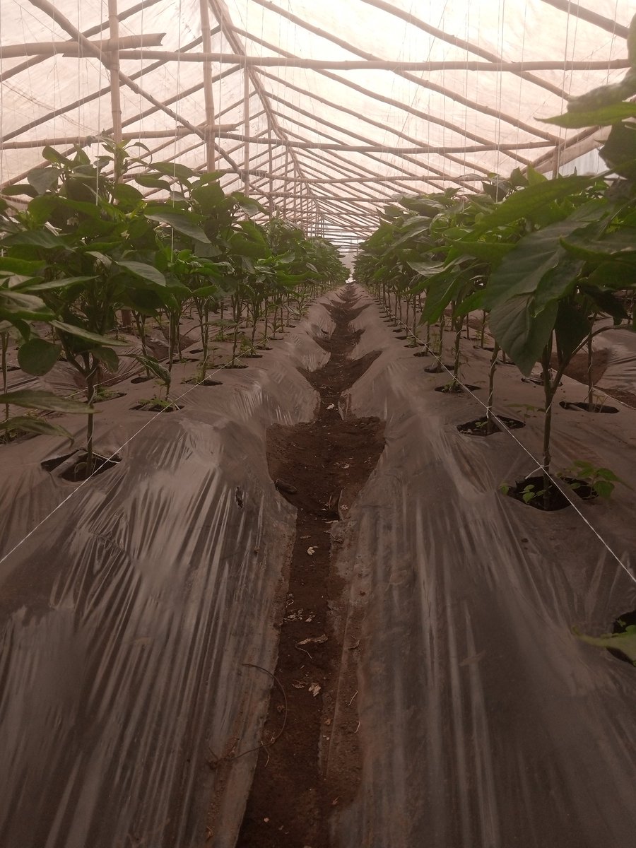Amb_Ogunsola's tweet photo. #AnatomyOfAction

We move daily based on passion and necessity to produce nutritious #food for our daily consumption. Caring for the plants has taught me Diligence and patience. 

Every stroke, everyday builds more capacity for what is yet to be unveiled. #ZeroHunger #SafeAction https://t.co/DbyKueREee