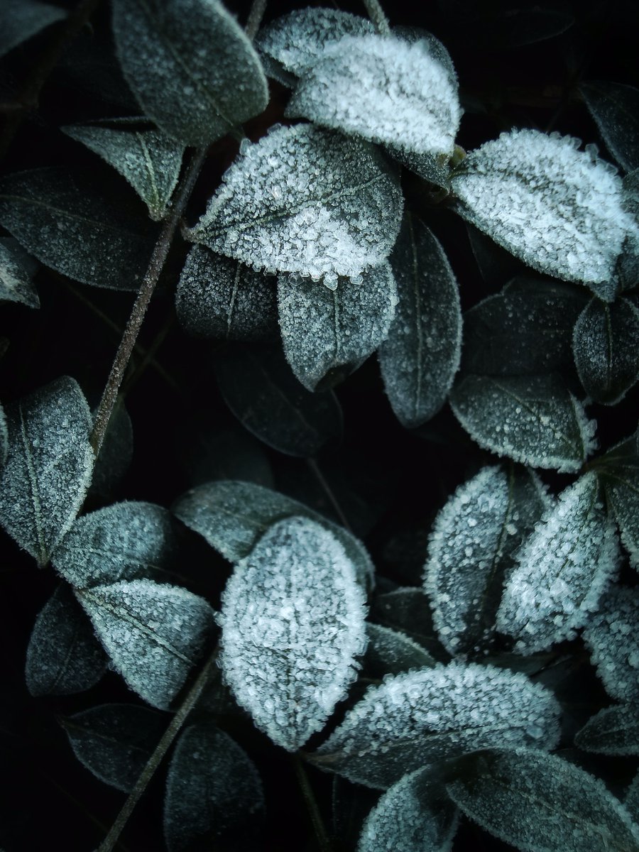 somniscape's tweet photo. Even in the midst of winter, we know that the springtime of new life is coming. And I sense it now. https://t.co/EqhdYvLwHU