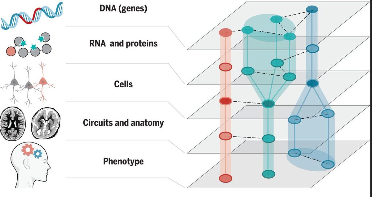 The interplay of genes, cells, and circuits underlies neurodevelopmental disorders.

Mapping the molecular and cellular complexity of cortical malformations science.sciencemag.org/content/371/65…