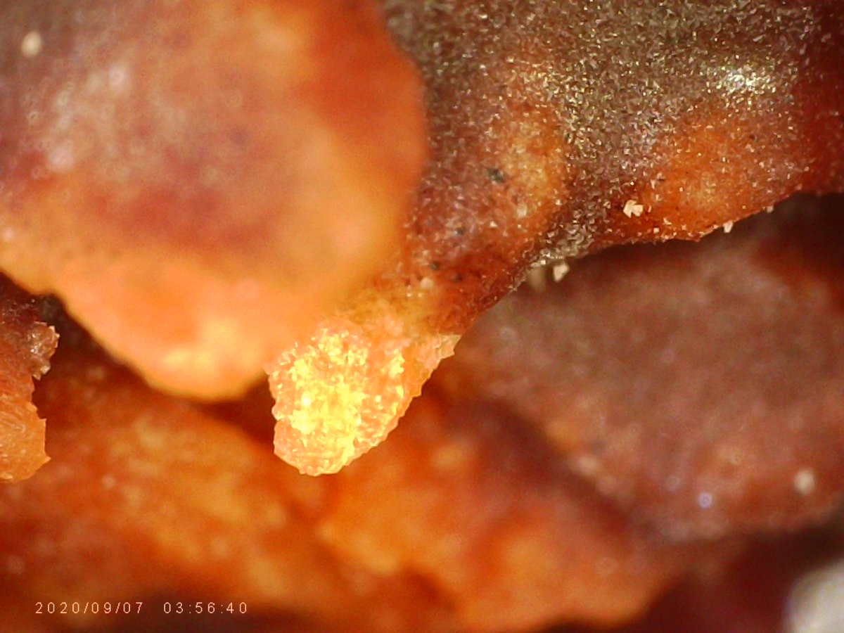 1000_stuff's tweet image. Girl Scout Cookie series: Samoas x1000