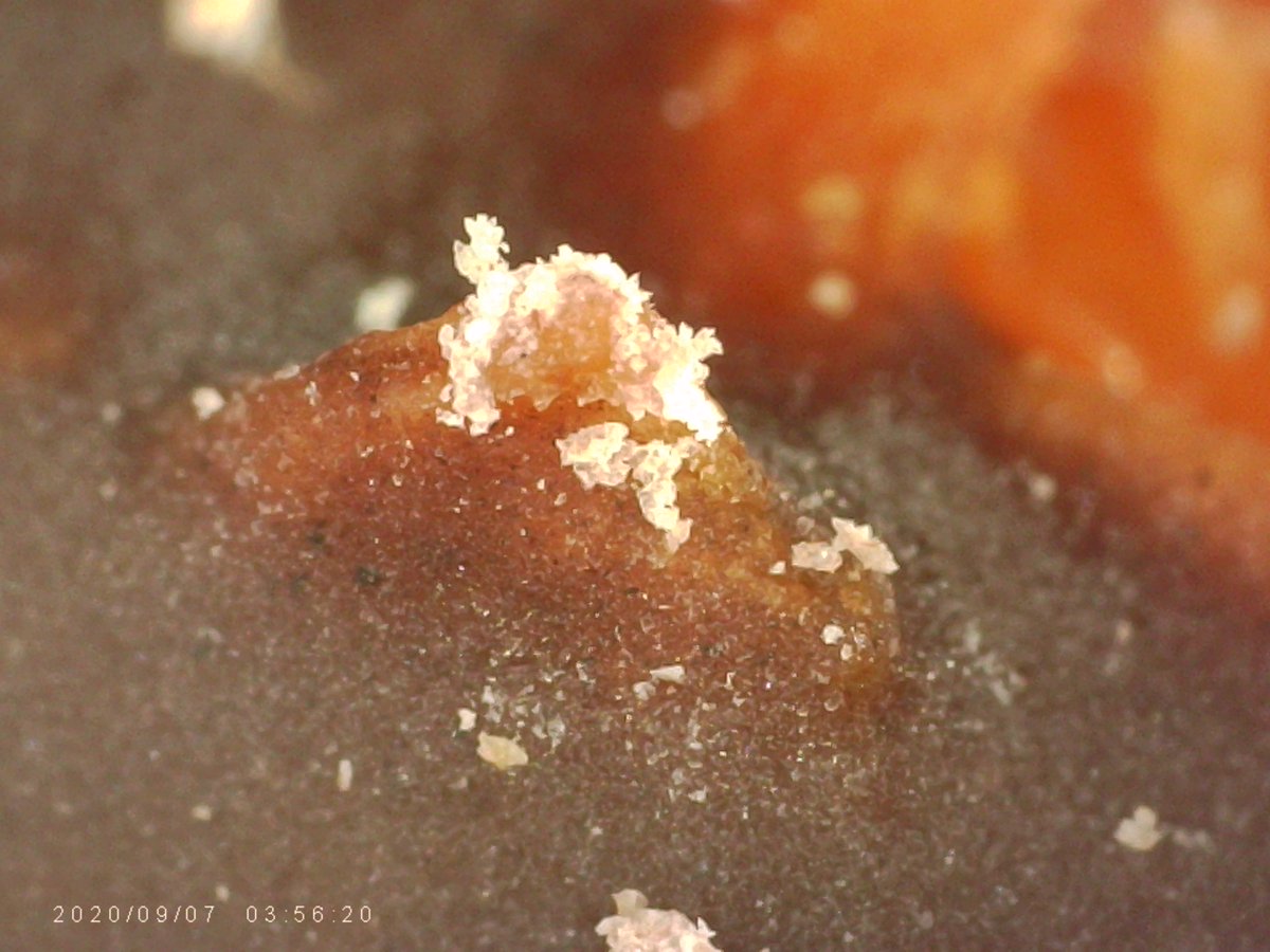 1000_stuff's tweet image. Girl Scout Cookie series: yet more Samoas x1000