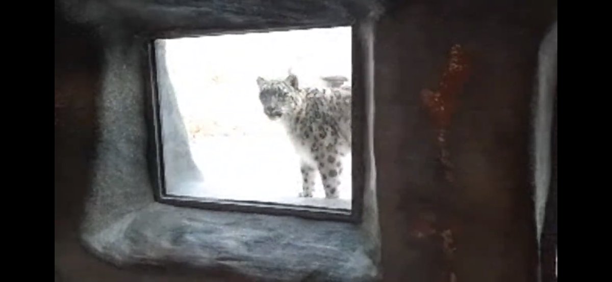 Thank you <a href="/TheTorontoZoo/">The Toronto Zoo</a> for the virtual field trip today on #Youtube ! My #kindergarten students are loving their zoo day. Now we will be creating our own zoos and sharing them with the class. 🐯🐒🦅 merci! 

#onlinelearning #virtuallearning #virtualfieldtrip #virtualteacher