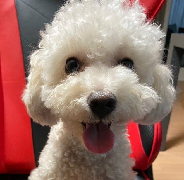 uhheocham's tweet photo. coco, milo, and dalkyum unit when??? https://t.co/QqUd8WW8AI