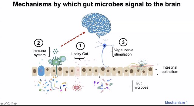 nutrikenny's tweet photo. Super interesting webinar @MindMicrobes on #gutbrainscience - what we know so far & what areas need more research. #gutmicrobiome #gutbrainsci https://t.co/wNohHfR96X