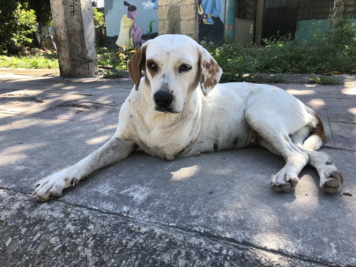 Another gorgeous baby, but thankfully she’s likely owned. Looks well fed and cared for, and as you can see, she’s suffered some sort of trauma at some point that required the removal of her front left leg.
So it’s great to see at least some animals are cared for.
#happydog