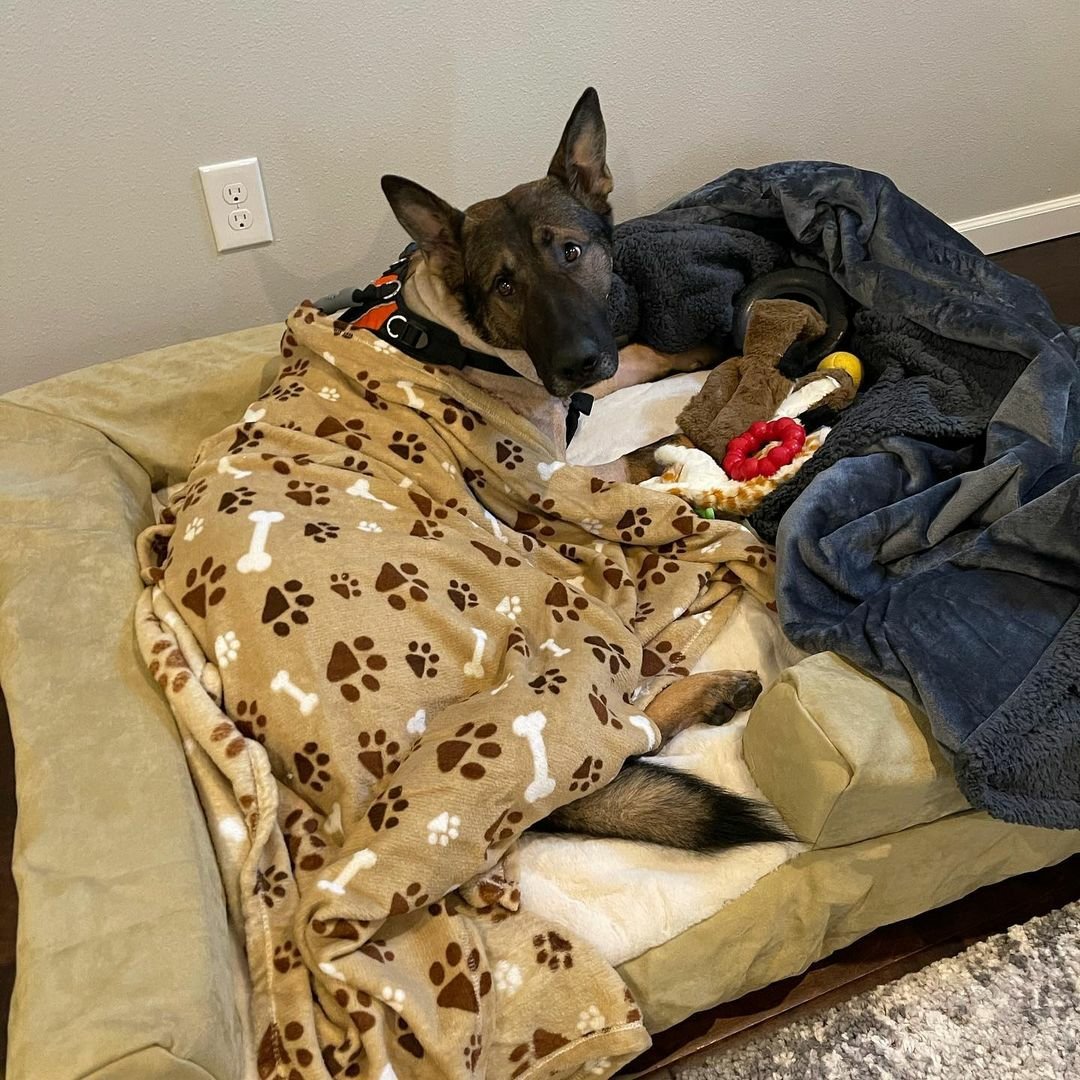 k9sofvalor's tweet photo. K9 Arlo is resting well at home. His Dad tells us he is enjoying his new K9 Ballistics Dog Bed. Please continue to keep this good boy in your thoughts and prayers as he has a long road to recovery ahead of him.

You've got this Arlo! 💪🐾🐾

#ArloStrong https://t.co/S6HtxJGNOf