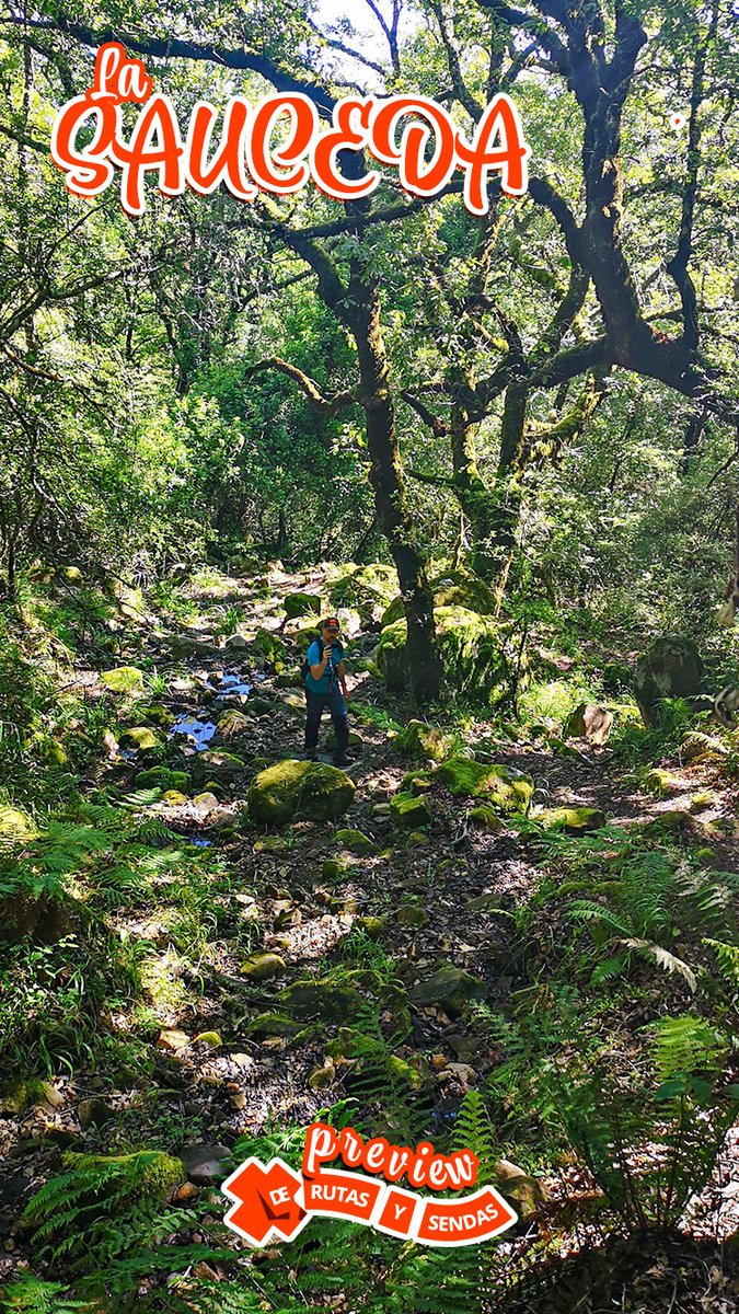 SENDERO👣 La SAUCEDA 🌳  Pico ALJIBE 🌄 LAGUNA del MORAL  🐸 (PREVIEW) 👇
youtu.be/-H_FHQZXxS4
Pronto la ↗ ruta completa 🙌 en YOUTUBE 👇
youtube.com/derutasysendas

#senderismo #naturaleza #Malaga #Cadiz #Andalucia #turismoactivo #vidasana #losalcornocales #lasauceda