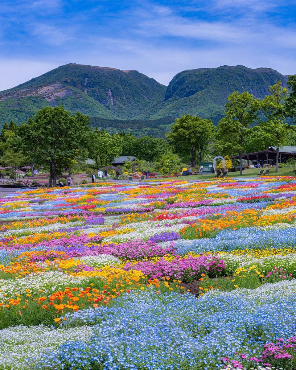 enceIadus's tweet photo. mentally im at kuju flower park https://t.co/Jo8BNJtk4l