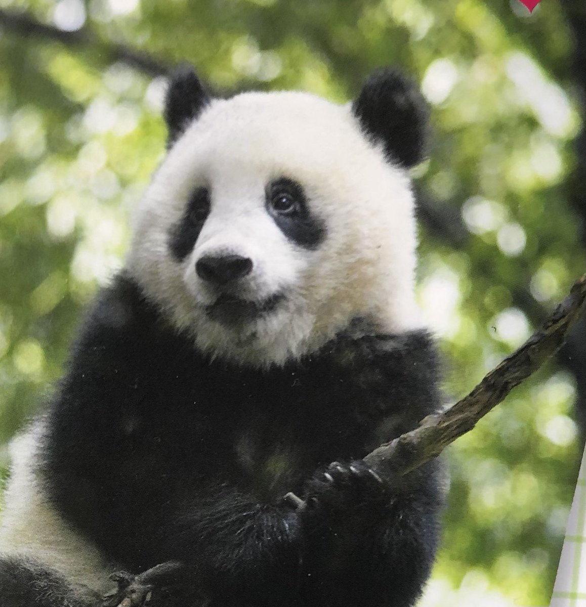 KeynotfoundT's tweet image. 去年の春節の頃、コロナが中国で爆発した後で、中国の人々が日本を心配してくれた事を思い出す。
中国人はコロナで酷い目に遭ったから、日本人には助かって欲しいという気持ちだったのかな。
時は流れ色々変わったが、
中国という隣国の人々は情け深い人たちだったね。🐼
その事を今思う。
#日中友好