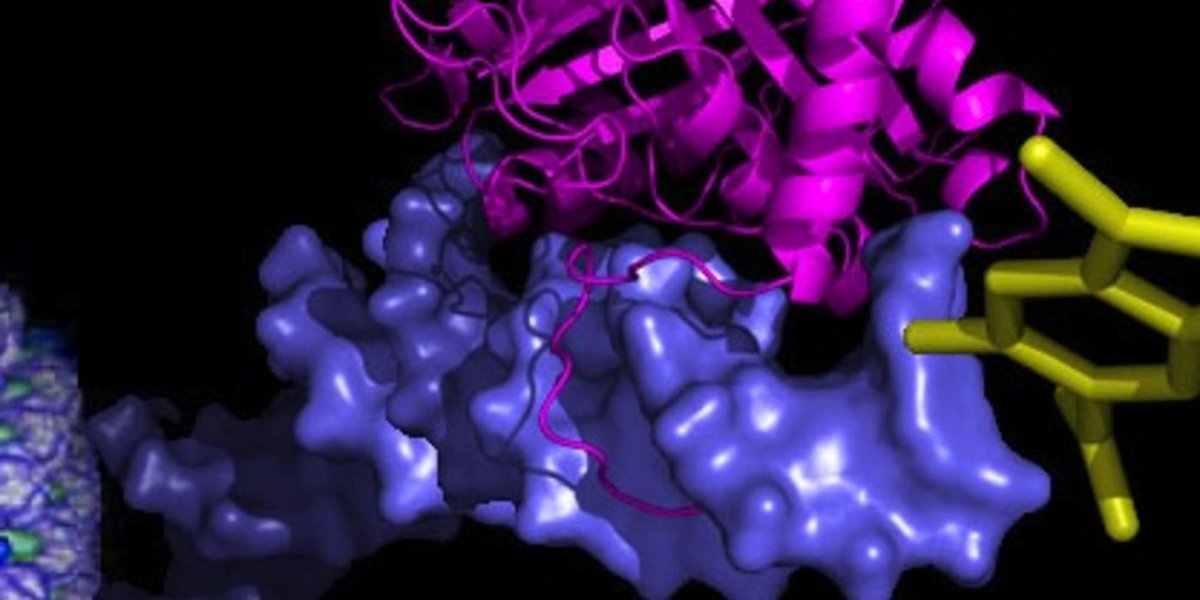 TheWistar's tweet photo. New enzymatic activity of the #EpsteinBarrVirus #EBNA1 protein discovered by @TheWistar lab of Dr. Paul Lieberman is required for replication termination and viral #episome maintenance. Published today in @CellCellPress. https://t.co/TA11th6Wib https://t.co/osgNfr8SuB