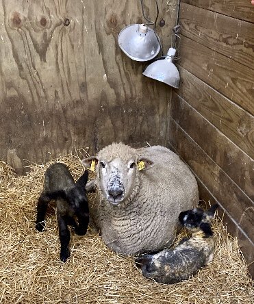 CentralCampusDM's tweet photo. The Central Campus Agriculture program welcomed 2 new arrivals this week! These babies & mama are doing well. #CTE #ThinkLearnGrow https://t.co/tWgJQ4VJNE