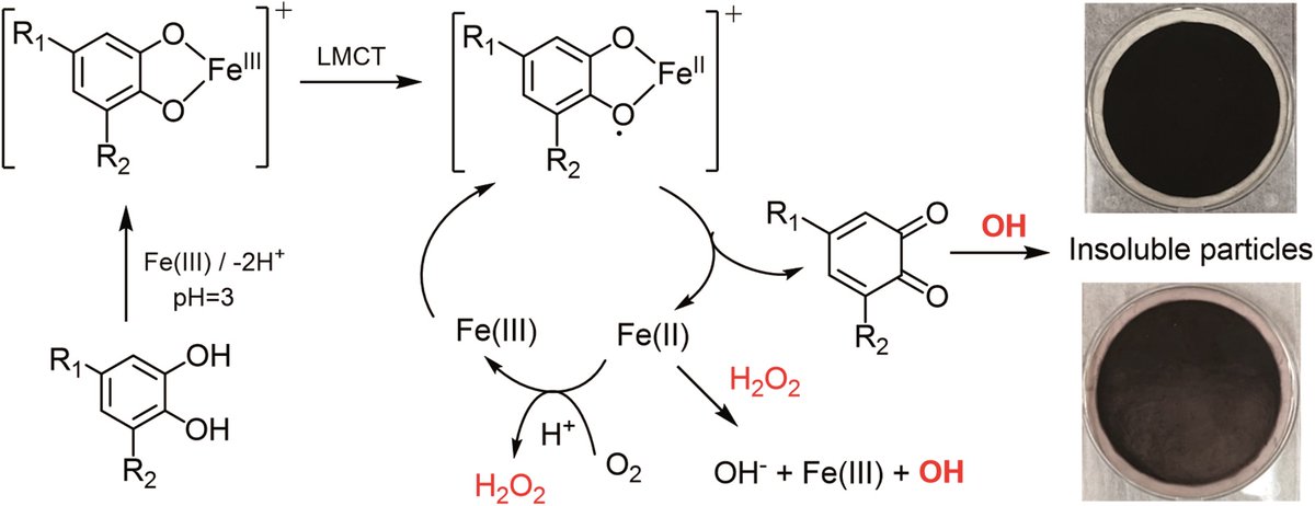 EnvSciRSC's tweet image. 🔥 New advance article for #ESAtmos! Sergey Nizkorodov et al @UCIrvine &amp;amp; @Laurier on the "Effect of #aromatic ring substituents on the ability of #catechol to produce brown carbon in iron(iii)-catalyzed #reactions" #BrC

🧐 Read the #openaccess article 👉ow.ly/yrkT50D7kTl