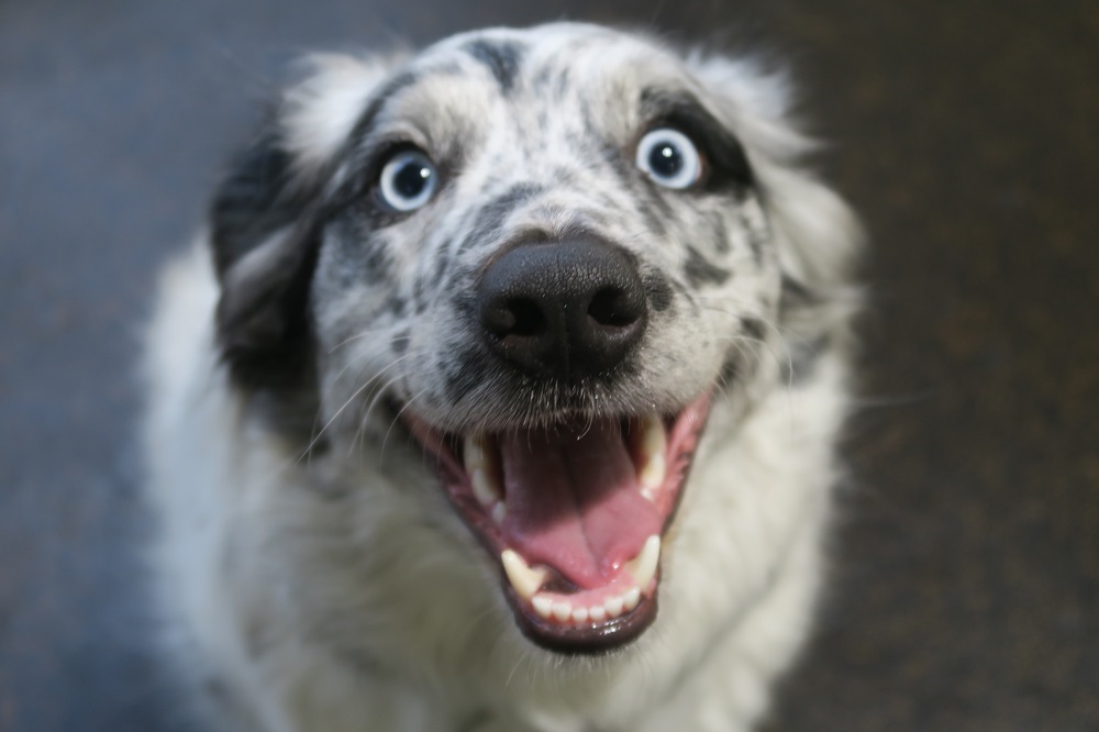 DogsTrust's tweet photo. When you're just a little bit excited for the weekend 😍
​Pie wants to know where you're all going on your walkies? 🐶💛 https://t.co/nPisiBlUlu