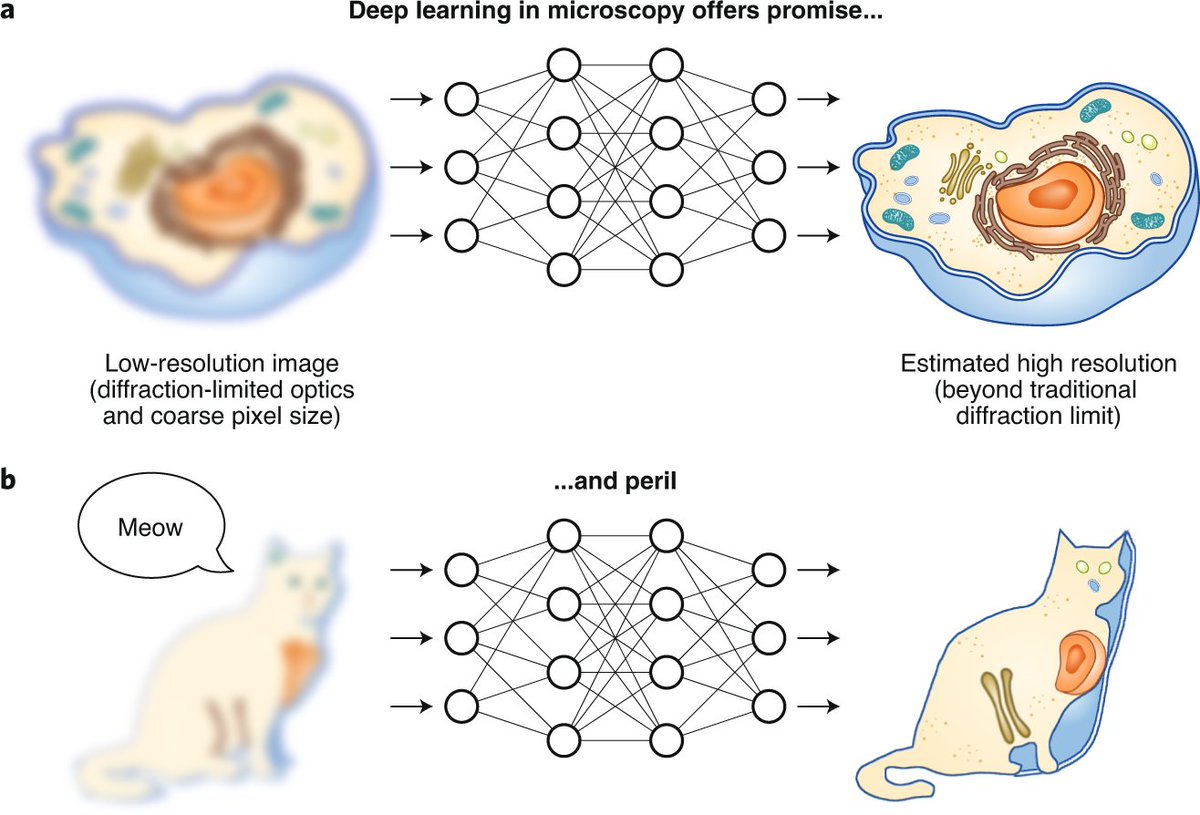 David Hoffman (@davephoffman) on Twitter photo Big congrats to Dong Li and their new paper in <a href="/naturemethods/">Nature Methods</a>! 👏👏👏nature.com/articles/s4159…
If you want to see what I think is the best scientific cat figure since Schrödinger's read our News & Views on the paper
nature.com/articles/s4159… Big congrats to Dong Li and their new paper in <a href="/naturemethods/">Nature Methods</a>! 👏👏👏nature.com/articles/s4159…
If you want to see what I think is the best scientific cat figure since Schrödinger's read our News & Views on the paper
nature.com/articles/s4159…