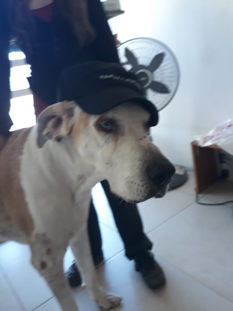 Fundación Toby tweet media