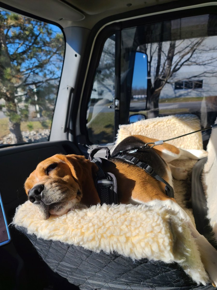 BluBodhi's tweet photo. Went to work 💪 with my daddy today, and as you can see I'm doing all the work. #Doggylaborlaws #Nobreaks #Whenislunch https://t.co/BTTblNlAOA