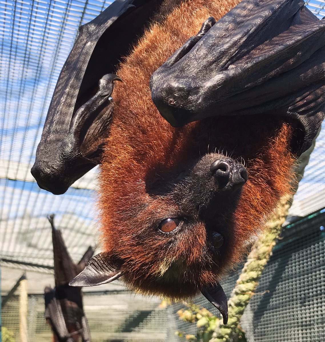 Beautiful Bloom in the sunshine! Coincidentally to her name, she loves to eat flowers, which not many of our other bats do!

#flyingfox #malayanflyingfox #batsoflubee #bigbat #batconservation #beautyshot