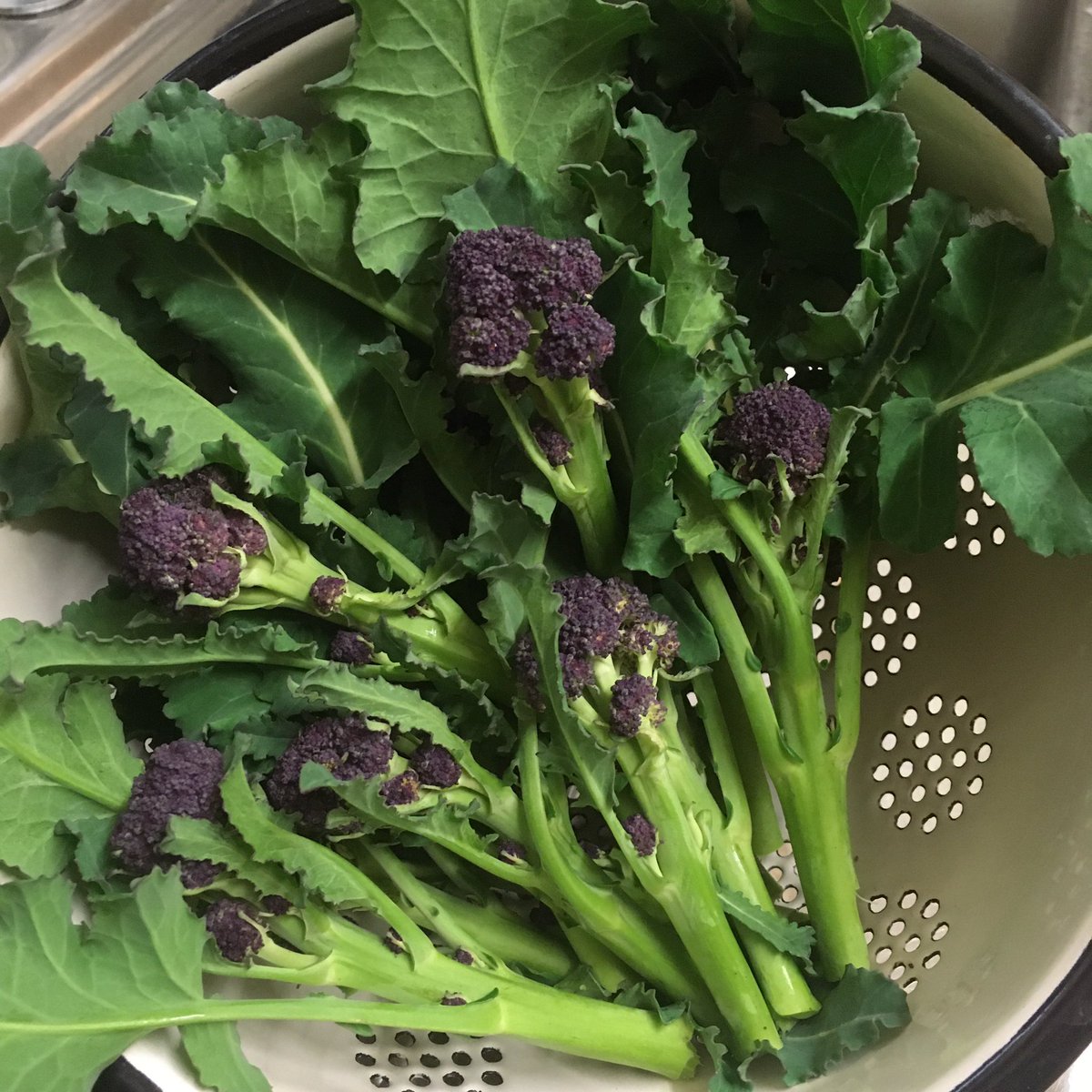 lucycgardens's tweet photo. Bit of a treat for tonightโs pie & mash.... ๐๐ #love #purplesprouting #growyourown #gardening https://t.co/9ml6ec1tTc