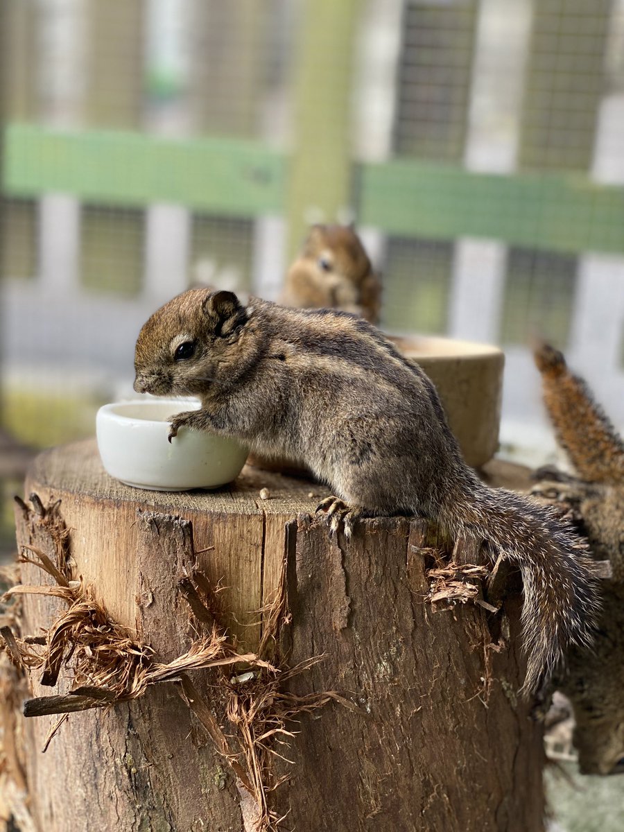 Becky Falls Dartmoor tweet media