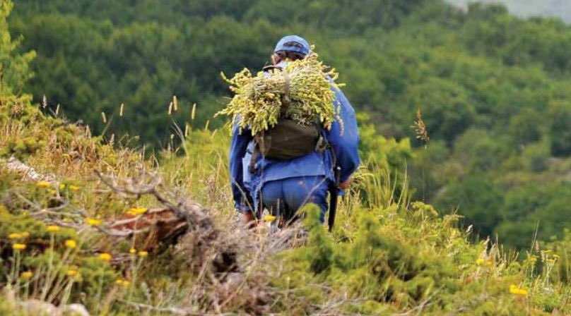 acia_di's tweet photo. Il settore agricolo 🚜 è stato uno dei pochi settori non colpiti dalla pandemia, dando un esempio positivo aumentando le esportazioni nel corso dell anno scorso. 
Contattaci ora per un business tour ✈️ sui punti chiave di investimento nel settore agricolo in Albania 🇦🇱. https://t.co/SL7qI6U0Ww