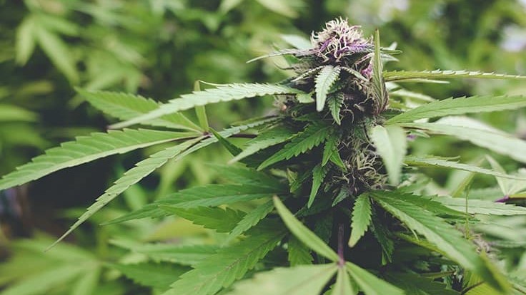 Connecticut Governor Introduces Draft Bill to Legalize Adult-Use Cannabis cannabisbusinesstimes.com/Article/connec…