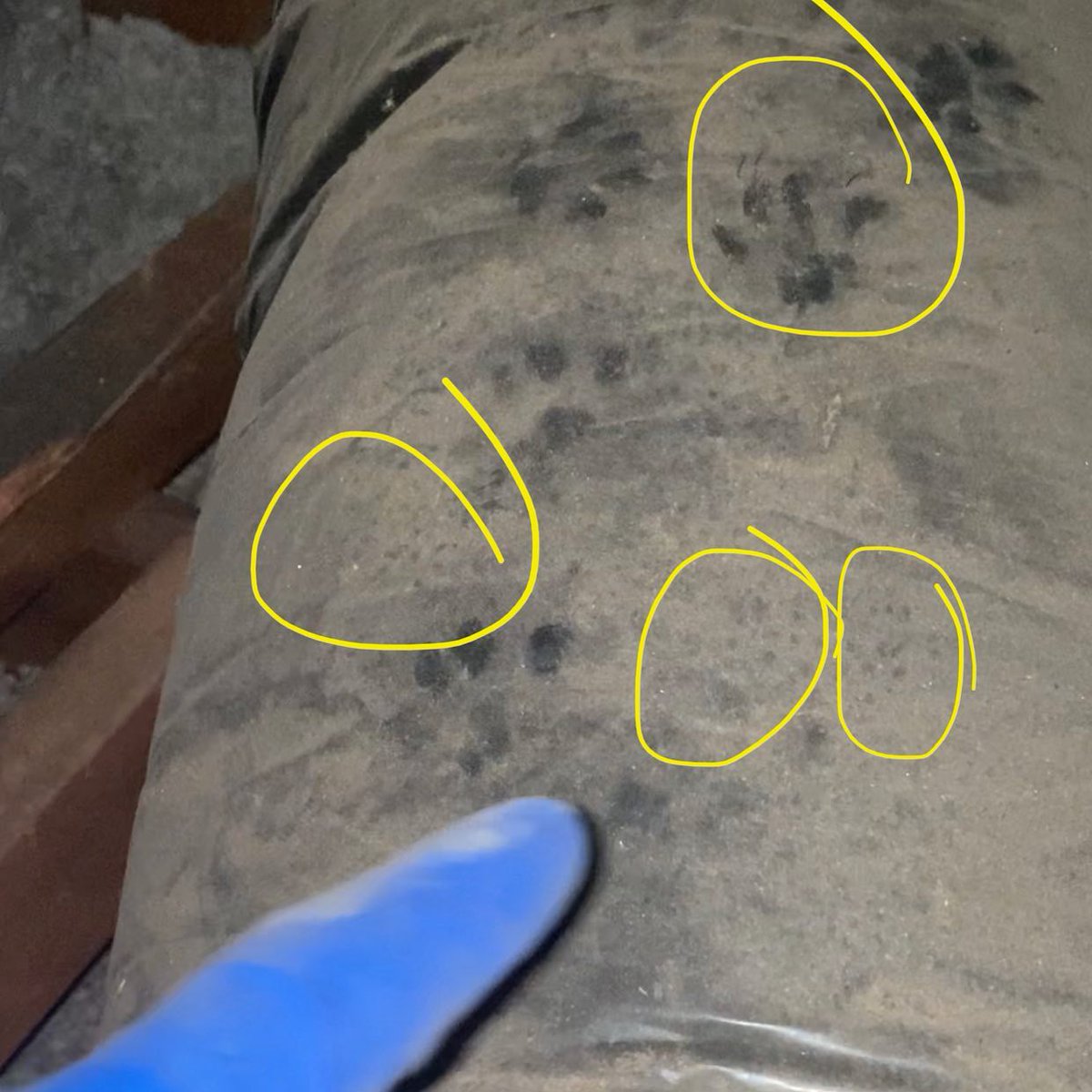 VersaTechPM's tweet image. Was the cat 🐈 put into the attic to catch the rat 🐀?? Those are cat 🐱 prints, right?? How did they not hear this going on? And so many more questions... 

#rodentcontrolservices #ratcontrol #LAPestControl