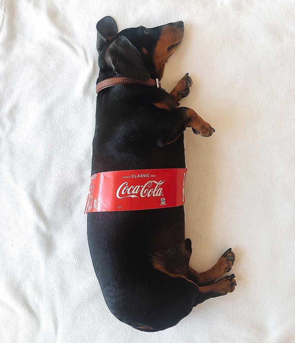 petpicsdaily's tweet photo. A solid 7 litres of coke here❗ #cocacola #doggystlye https://t.co/RNnp84eMJQ