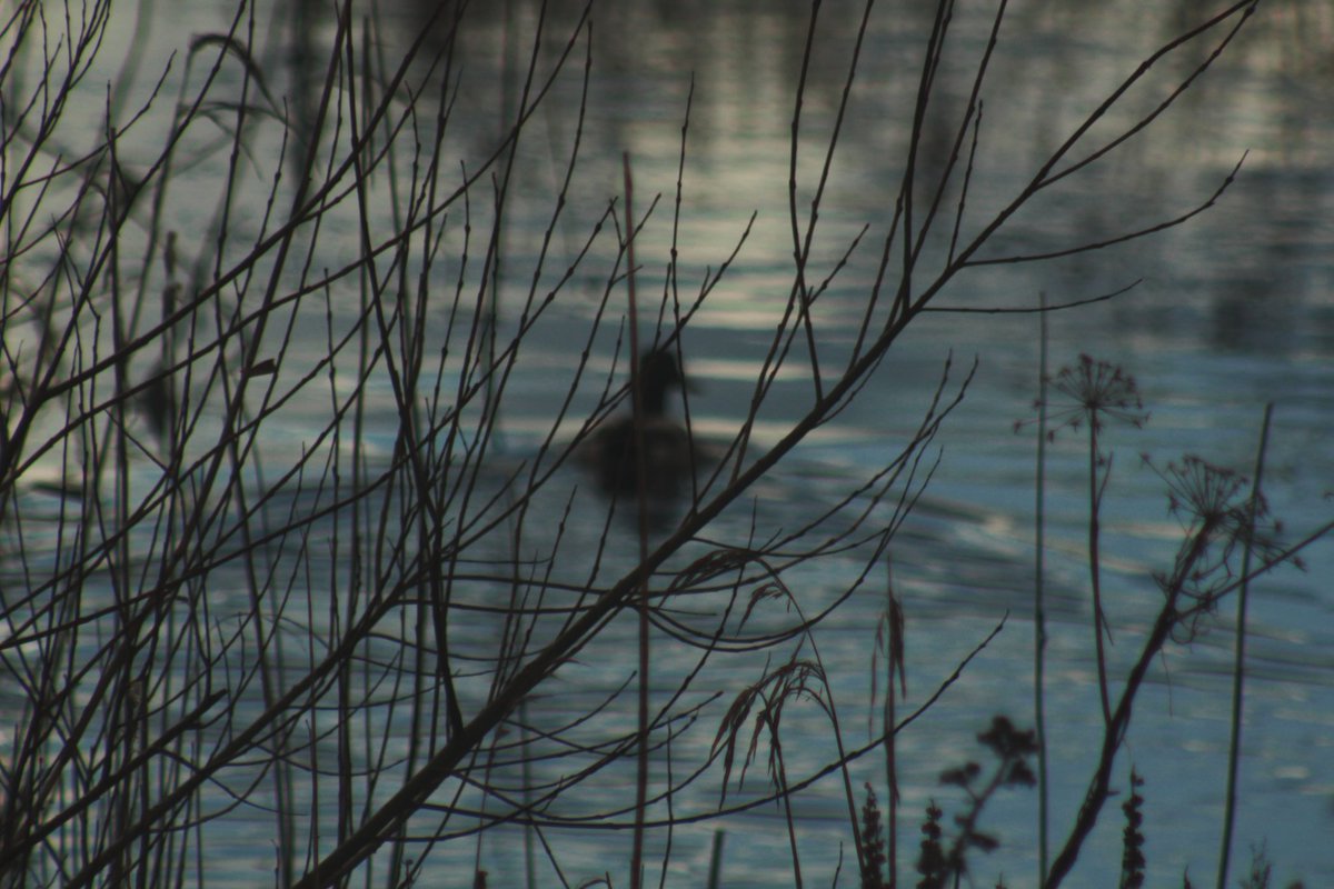 DGPhotography9's tweet photo. An elusive Mallard 😅 #cleverduck #mallardduck #wildlifephotography #silhouettephotography #thehunt #gentlephotography @NiamhNiamhohall @heggy36 @s1_tracey @Liam_Ball92 @peperamirez76 @BeardedUniverse @stulawtonphoto @Natwalk101 @country_nature @EmeraldWildlife @WildlifePhoto11 https://t.co/CfqTSqxUXx
