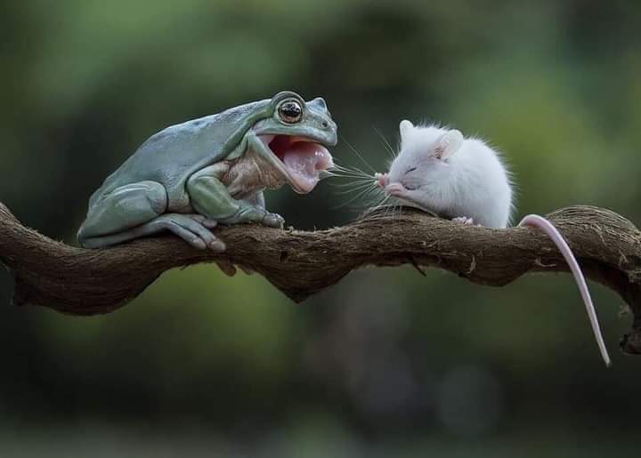 AMBeautifulNat1's tweet image. Beautiful Nature 🐸🐁🐸🐁