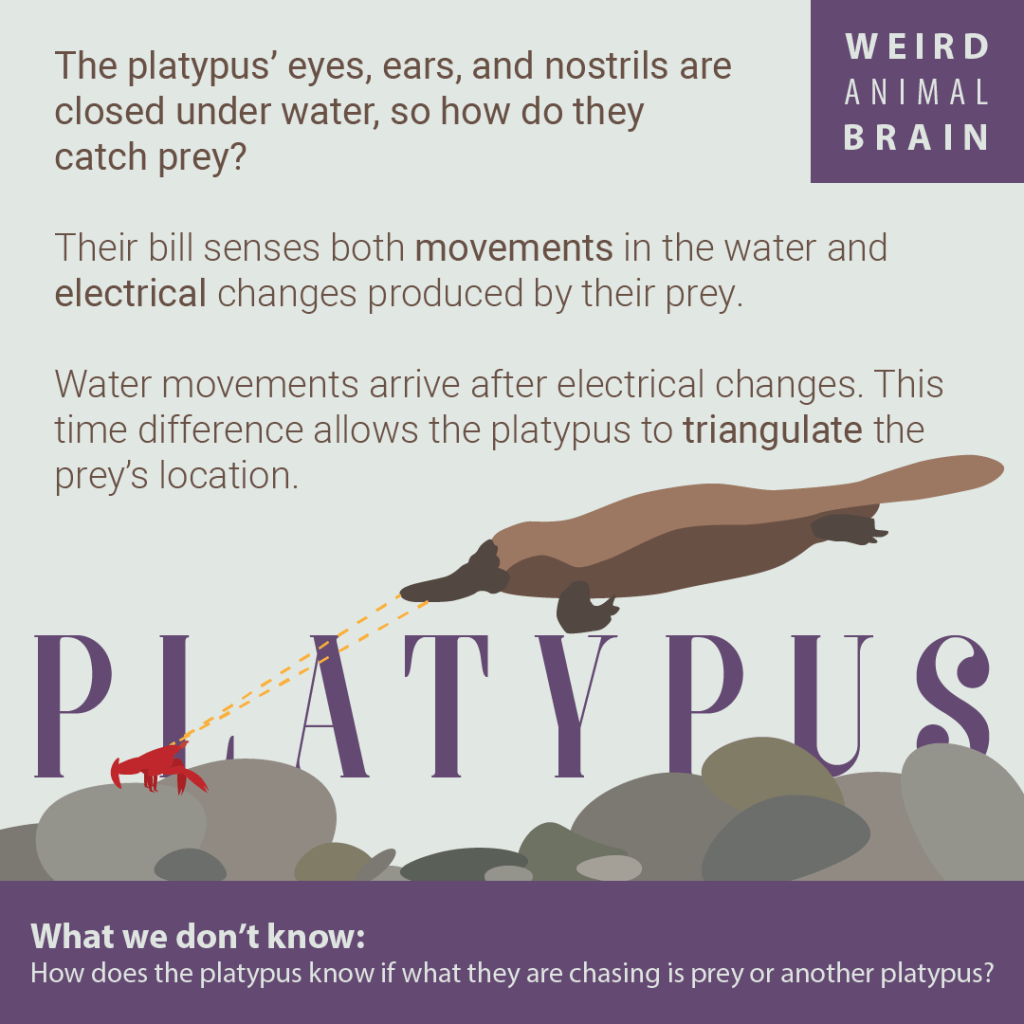KnowingNeurons's tweet photo. Did you know some animals can sense electricity?
Check out this infographic created by @KSPHD for our "Weird Animal Brain" series to learn about how platypuses use this special ability under water!
#throwbackthursday #KnowingNeurons #neuroscience #electroreception #scicomm https://t.co/tJxZDIn2rh