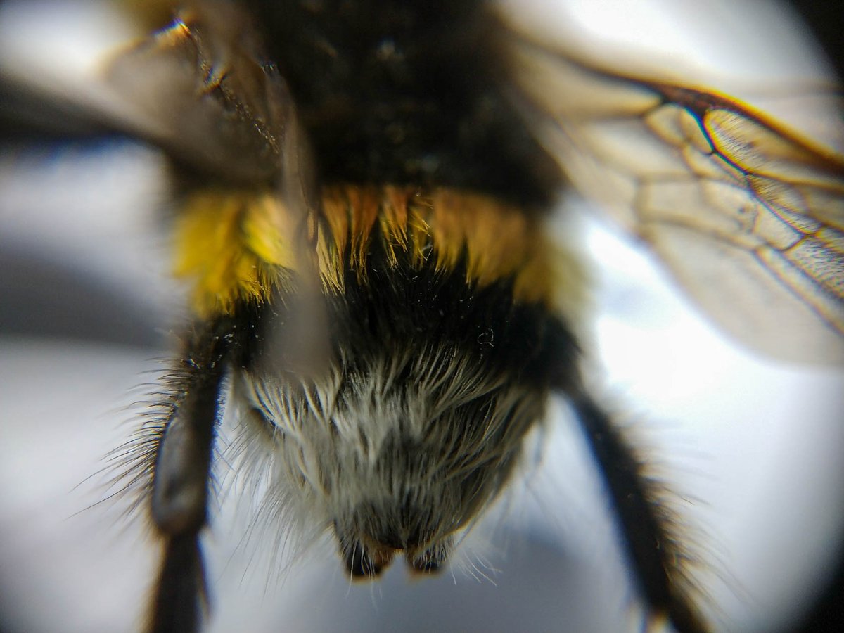 RBAbuzz's tweet photo. #MacroPoll n°1
Dans cette nouvelle rubrique, découvrez les #abeilles sauvages de plus près ! 🔎
Ici le Bourdon terrestre (Bombus terrestris) qui, avec ses longs poils, est très efficace pour la #pollinisation 🌼 https://t.co/lze6EXyWQ8