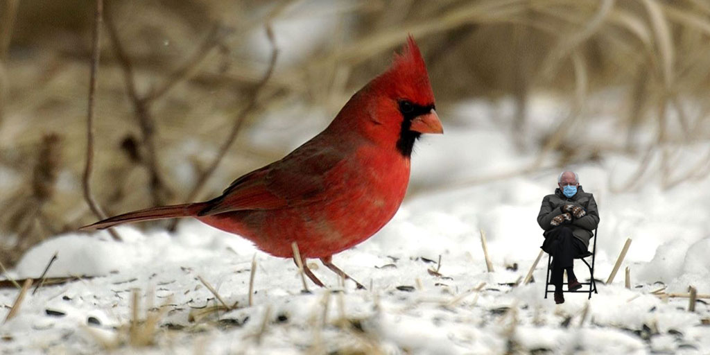 MDNR_Wildlife's tweet photo. The first rule of winter #birdwatching in Michigan is to not get eaten. #berniememe #berniesmittens #birding #mibirds #recreation https://t.co/eH6uiSJGkV