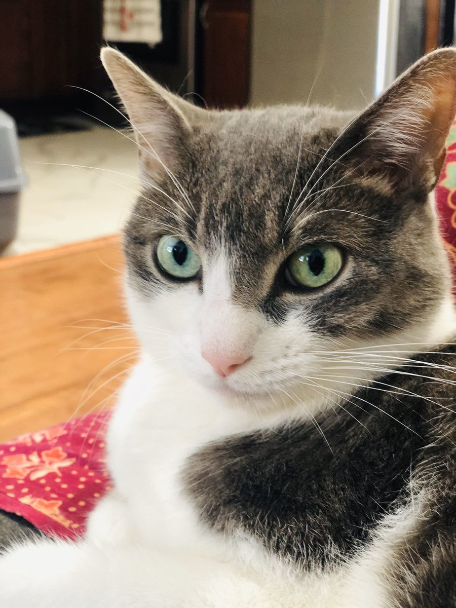 Jhoan S. Tamayo tweet media