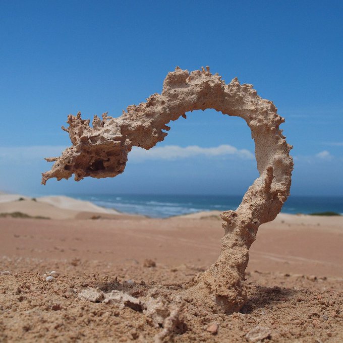 GeolegCAT's tweet photo. A aquesta forma se l'anomena fulgurita i es produeix quan un llamp⚡️impacta directament a la sorra del desert o platja entre altres. Els grans de sorra de sílice es fusionen a temperatures de 27.000°C!
El resultat és un tub vitrificat buit per dins. https://t.co/Z55IKZkfCH