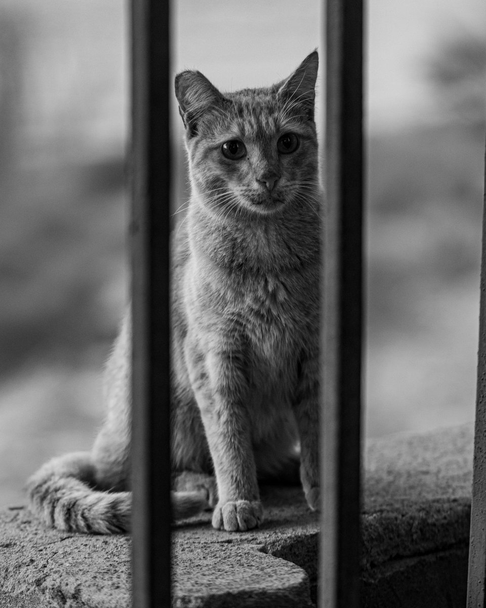 imzaki1994's tweet photo. That innocent sad look 😯
خلف الاسوار 😂 😂 😂
#photography #dslr #canon #Llens #100mmf28l #77d #macro #photographylovers #photographylife #canon77d #1macroshot #macro_royals #macro_captures #magicmacroworld #cat #cats #animal #blackandwhite https://t.co/JTCJi9urTy