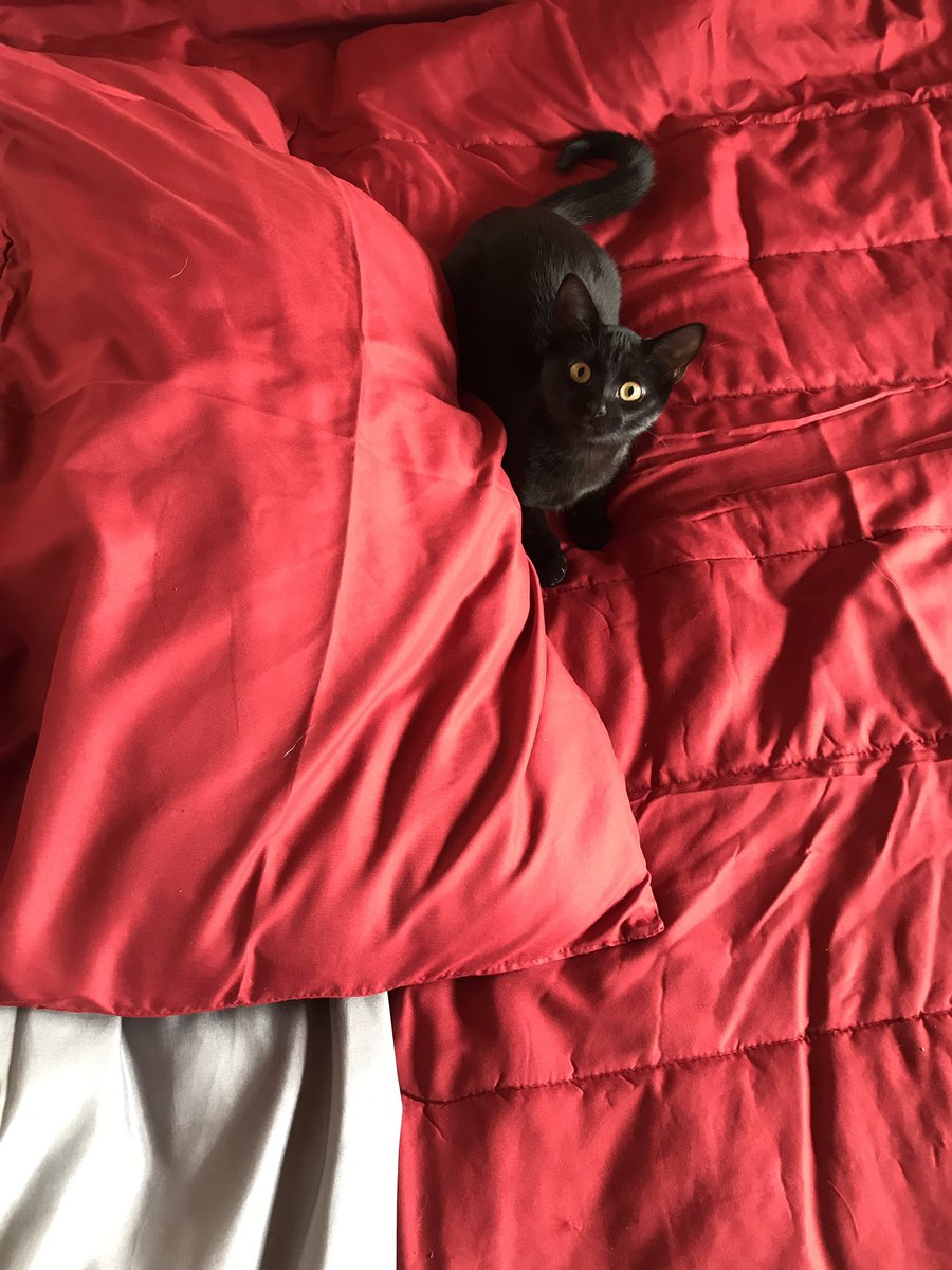 notbatmanyet's tweet photo. Guys look at my new bed set. Red/Gray.
It fits the bed perfectly. Itβs going in the washer right now π
#CaliforniaKingBed #SnowberryLow #PlatformBedFrame https://t.co/fflcUIGR6F