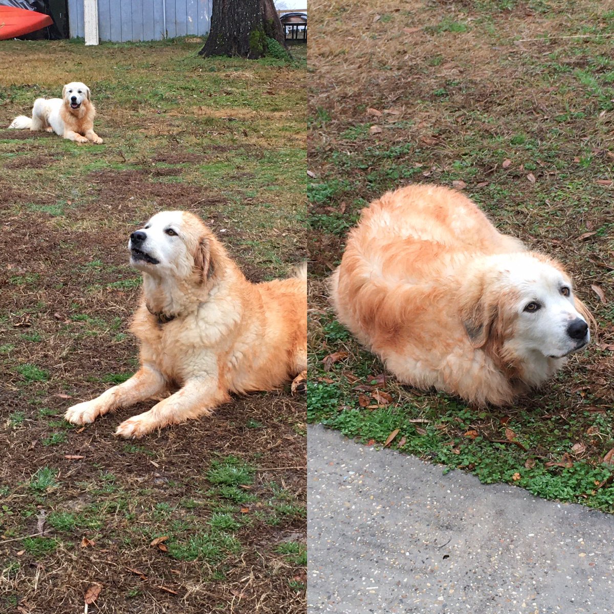 bfarms_tx's tweet photo. The girls had a great romp today in the misty rainy bottom of hole we call the grand canyon. Gabi is pouting because I won’t let her on the porch now.  #dirtydogs #lgd #anatolianpyrenees #dogpout #gabigirl #gypsygirl #broussardfarmskirbyville #farmlife #blessed https://t.co/EypsbRj52R